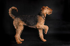 Airedale Terrier