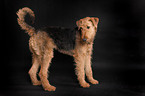 stehender Airedale Terrier