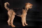 stehender Airedale Terrier