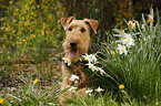 Airedale Terrier