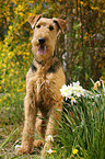 Airedale Terrier