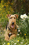 Airedale Terrier