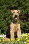 Airedale Terrier