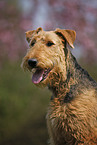 Airedale Terrier