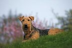 Airedale Terrier