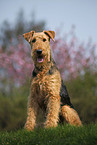 Airedale Terrier