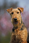 Airedale Terrier