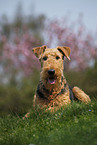 Airedale Terrier