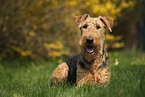 Airedale Terrier