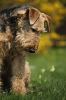 Airedale Terrier