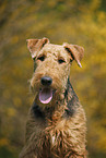 Airedale Terrier