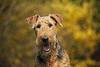 Airedale Terrier