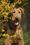 Airedale Terrier