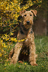 Airedale Terrier