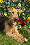 Airedale Terrier