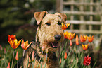 Airedale Terrier