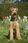 Airedale Terrier