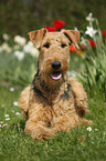 Airedale Terrier