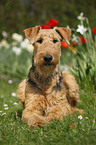 Airedale Terrier