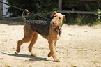 Airedale Terrier