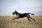 rennender Airedale Terrier