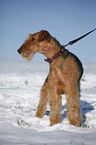 stehender Airedale Terrier