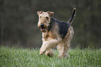 rennender Airedale Terrier