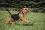 rennender Airedale Terrier