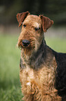 Airedale Terrier