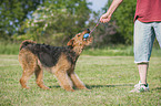 spielender Airedale Terrier