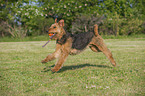 spielender Airedale Terrier