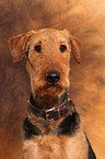 Airedale Terrier Portrait