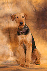 sitzender Airedale Terrier