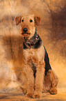 sitzender Airedale Terrier