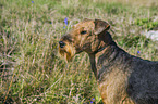 Airedale Terrier Portrait