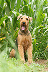 sitzender Airedale Terrier