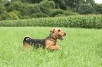 laufender Airedale Terrier