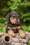 Airedale Terrier Welpe