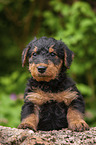 Airedale Terrier Welpe