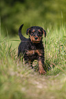 Airedale Terrier Welpe
