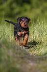 rennender Airedale Terrier Welpe