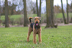 Airedale Terrier