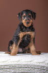 Airedale Terrier Welpe