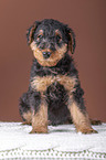 Airedale Terrier Welpe