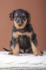 Airedale Terrier Welpe