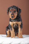 Airedale Terrier Welpe