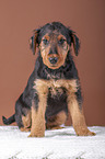 Airedale Terrier Welpe