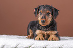 Airedale Terrier Welpe