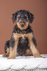 Airedale Terrier Welpe