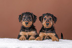 Airedale Terrier Welpen